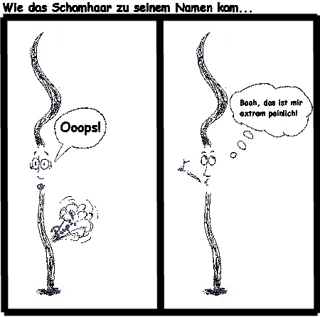Das Schamhaar Das Schamhaar