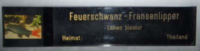 Doppelname: z.B. Angelika Feuerschwanz-Fransenlipper Doppelname: z.B. Angelika Feuerschwanz-Fransenlipper